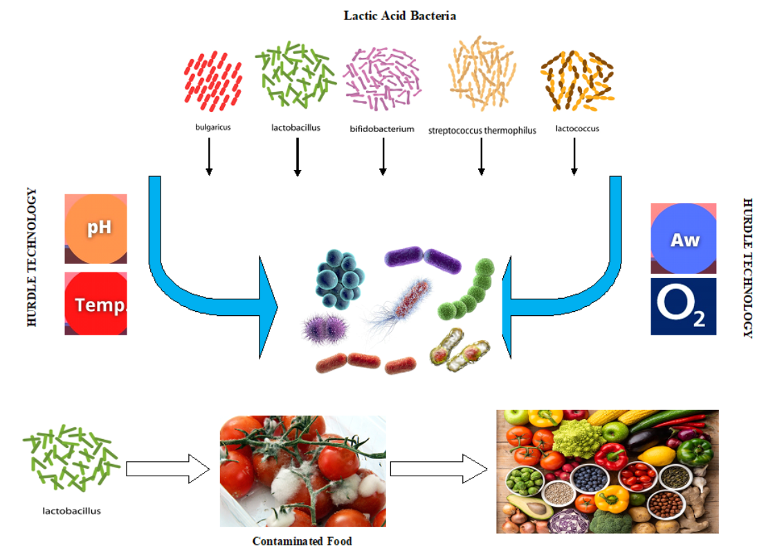 Lactic acid definition food and nutrition facts