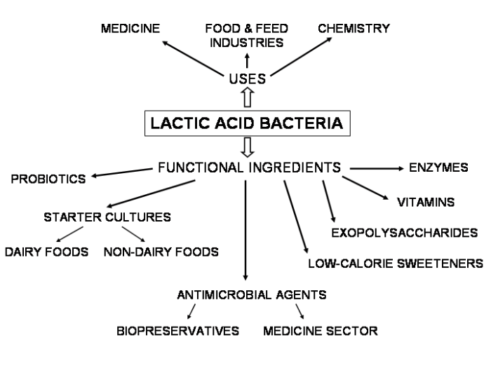 Lactate acid lactic between difference definition