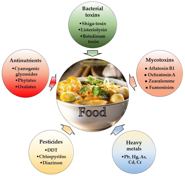 Lactic acid definition food and nutrition facts